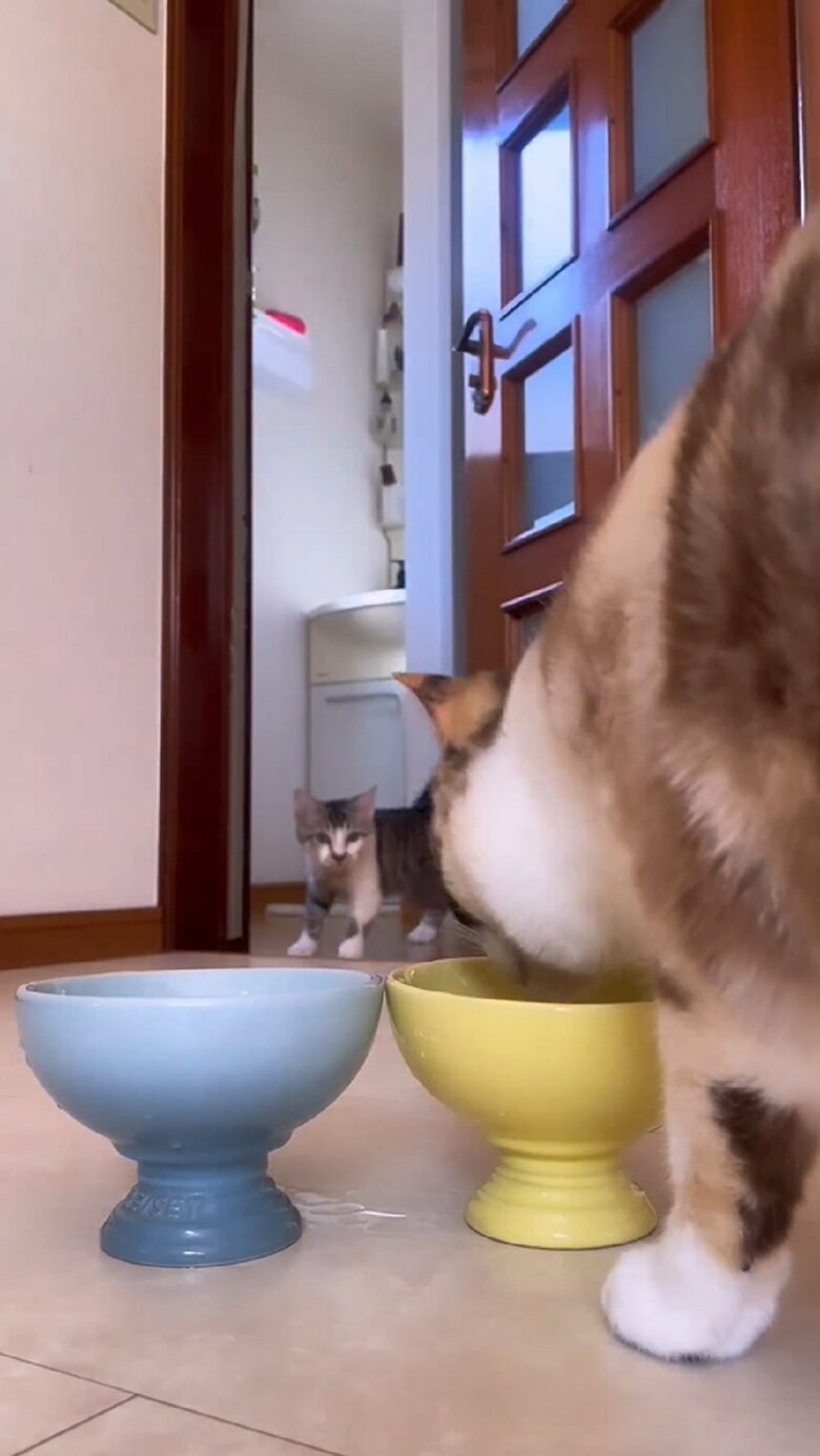 扉を開けると兄弟猫がやってくる