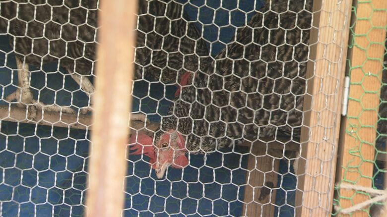 ニワトリ小屋も　