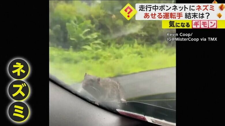 アメリカ・ニューヨーク州で、ドライブ中の車のボンネットの上に現れ、走り回るネズミ