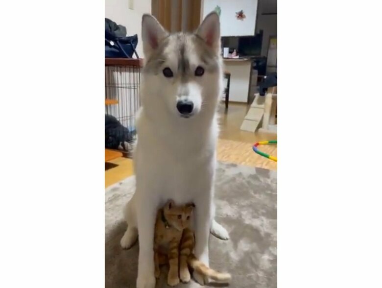 提供：かもしかさん