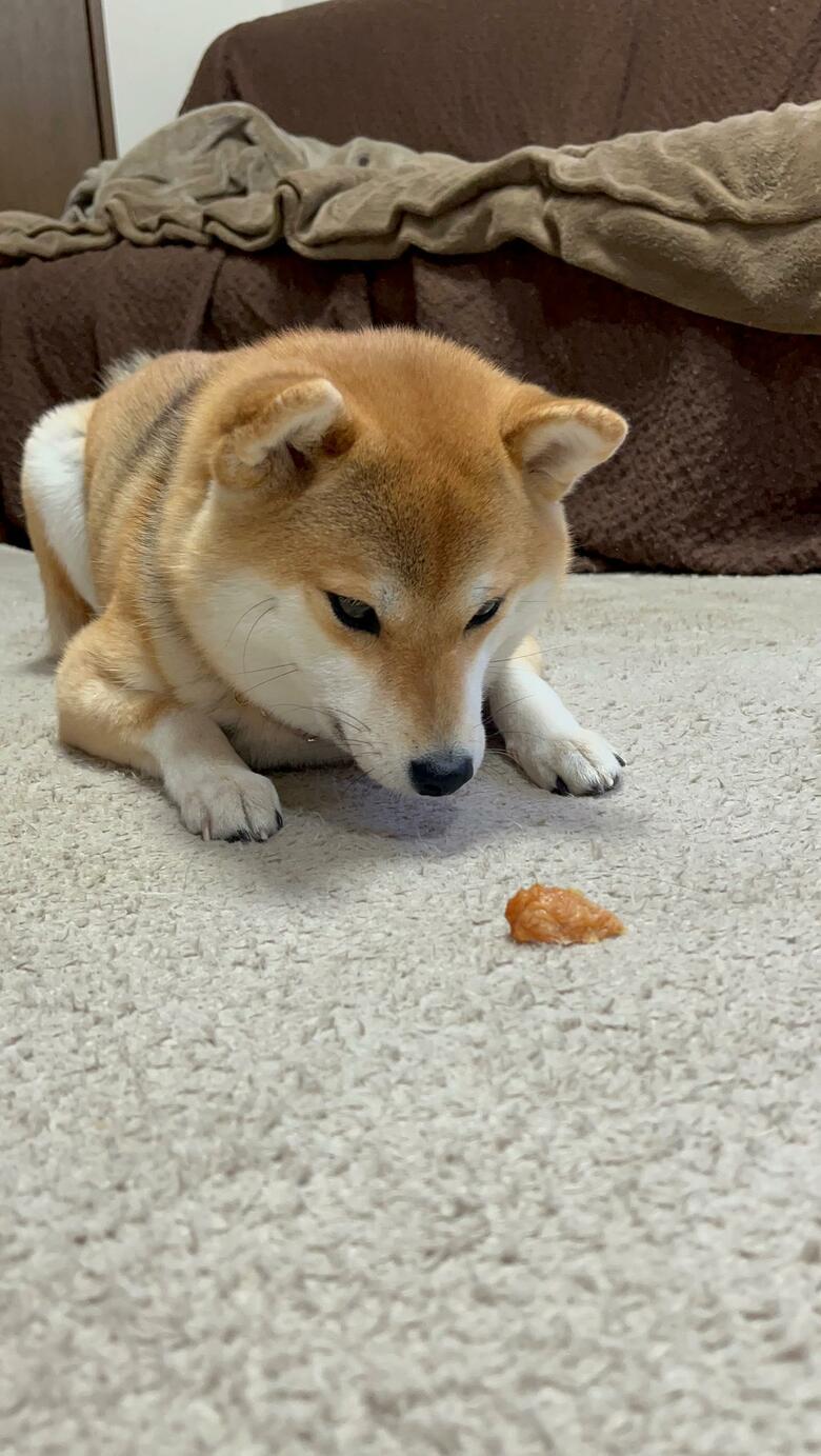 提供：柴犬ゆきちゃん