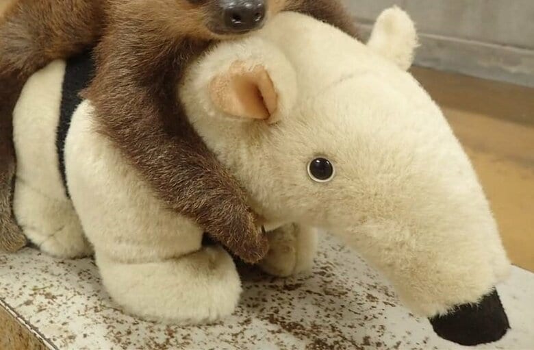 脚が太く確かに安定感がある（提供：埼玉県こども動物自然公園）