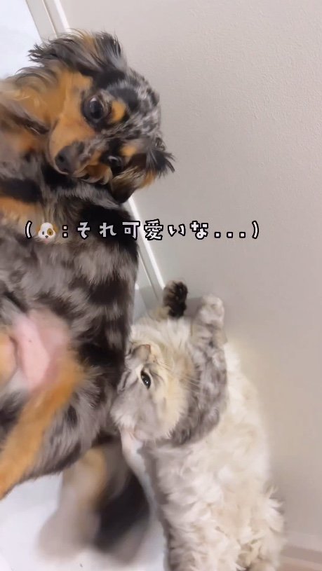 提供：チワックスの諭吉くん。さん