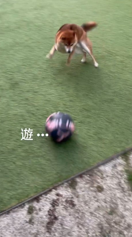 提供：Nerushibaさん