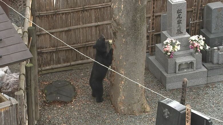 木に登ろうとするクマ