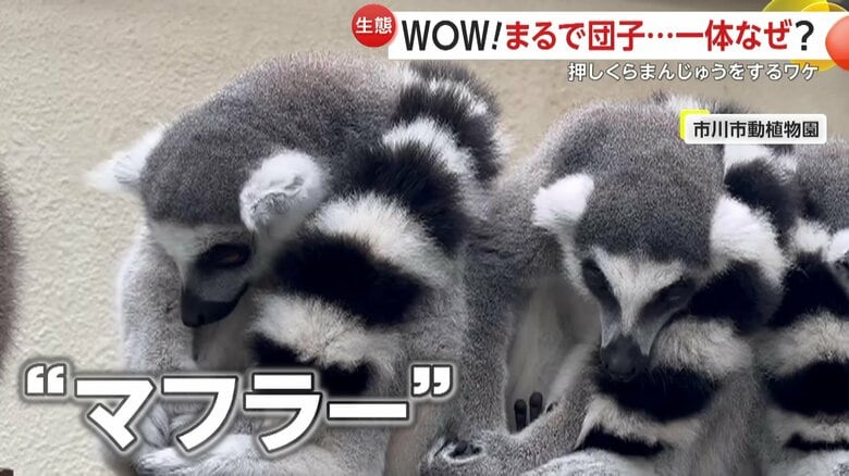 しっぽをマフラーのように巻き付けて互いを温めていたワオキツネザルたち（提供：市川市動植物園）
