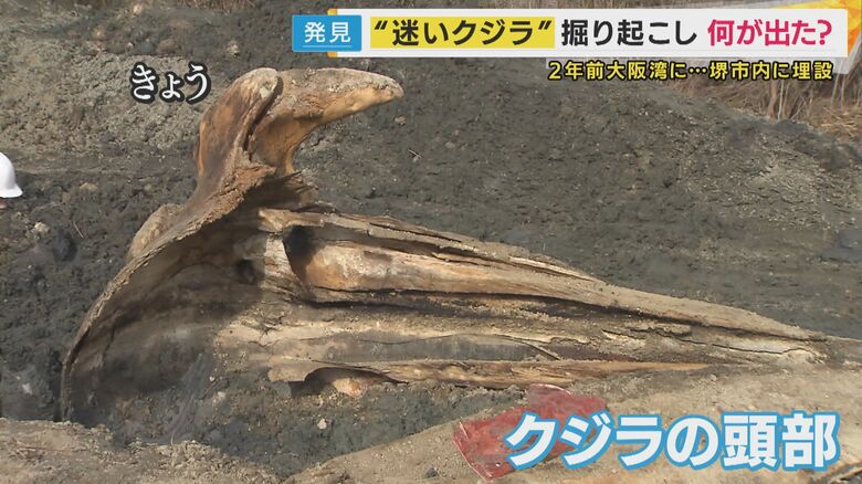 掘り出されたクジラの骨