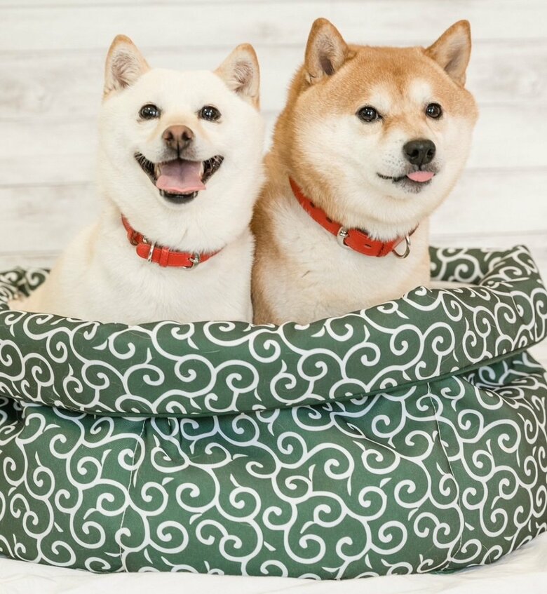 ふかふかベッドに一緒に入って笑顔