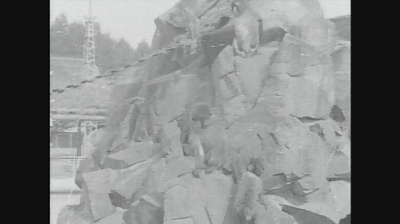 1970年ごろの「サル山」