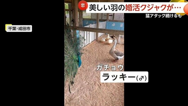 オスのガチョウに求愛するクジャクのジャックくん