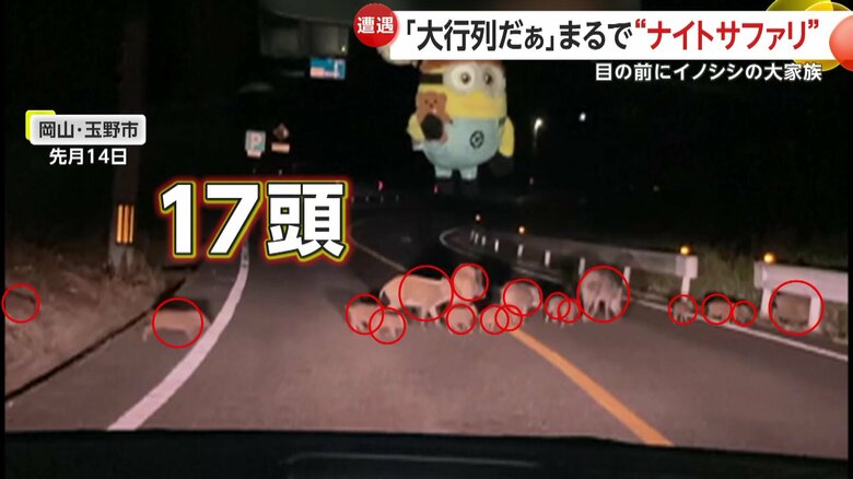 道路を渡る17頭のイノシシ大家族（FNN投稿サイト「ビデオPost」）
