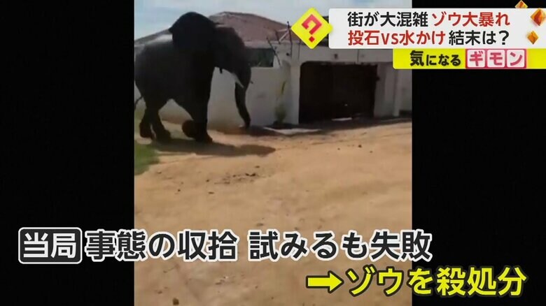 事態収拾できず、殺処分となるゾウ