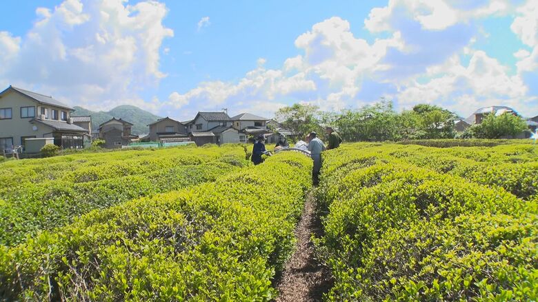 茶畑