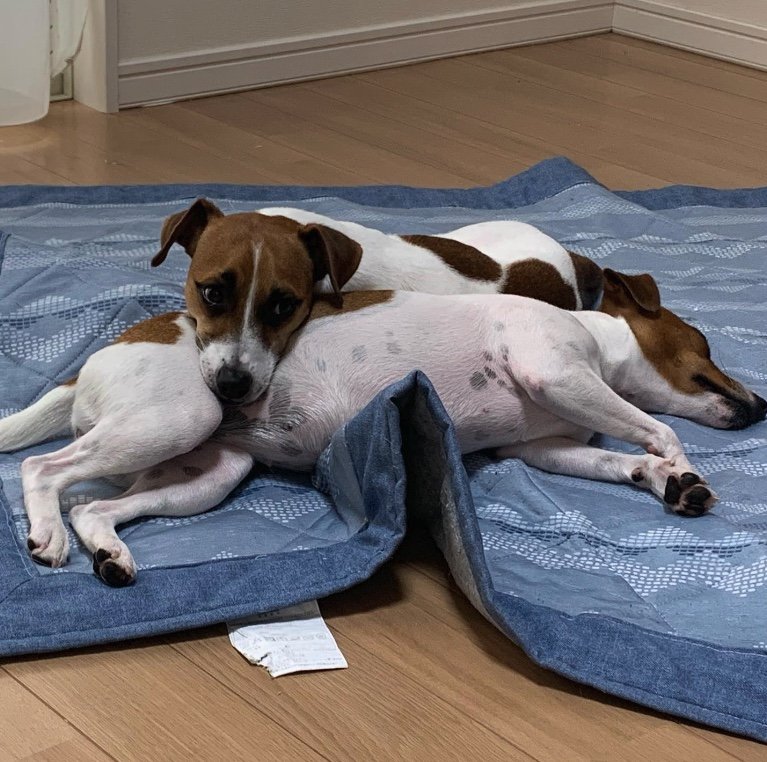 提供：あずもなさん