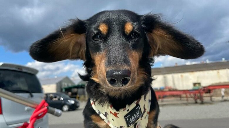 風で耳が…飛べそう…