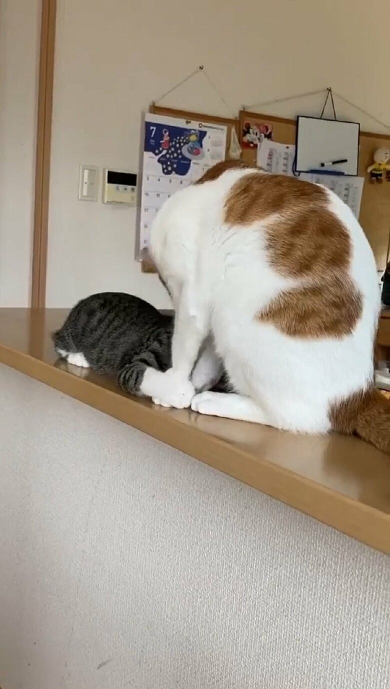 そして、ペロペロ