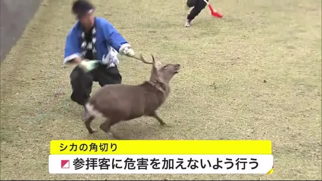 宮城県石巻市の金華山で恒例の「シカの角切り」