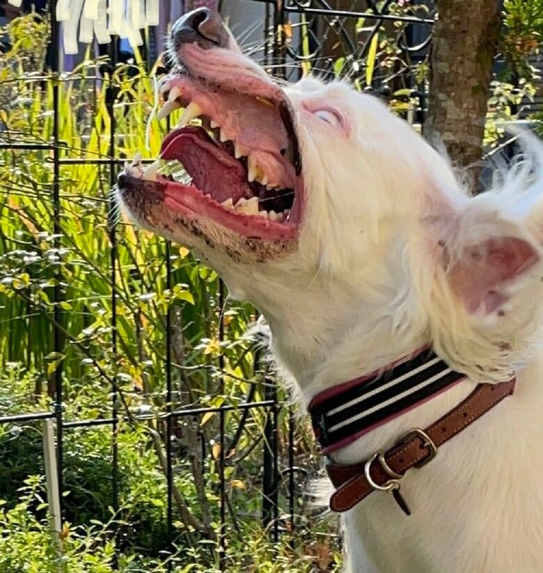 こんな激しい表情が撮れることも…