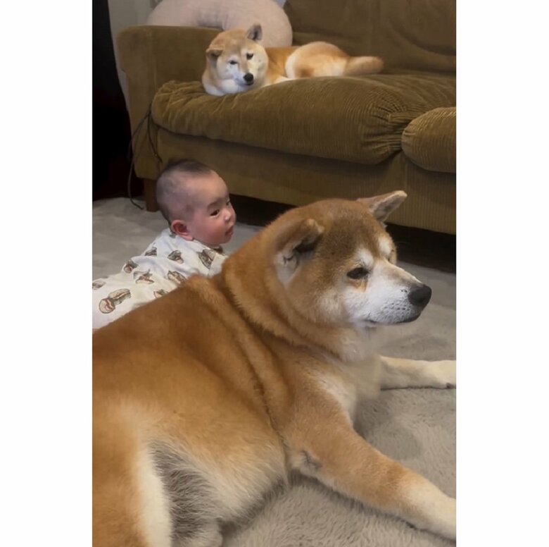 ソファの上からはむくみちゃんが見ていた…