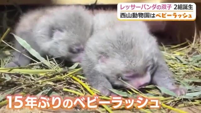 6月と7月に相次いで双子のレッサーパンダが誕生