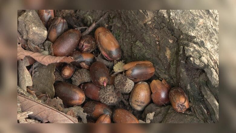 クマのエサ（どんぐり）