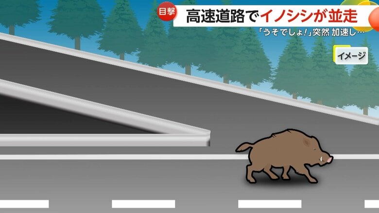 高速道路の入口付近から、一般道路へ降りたとみられているイノシシのイメージ