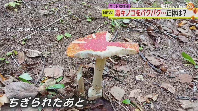 ちぎれたあとがあるベニテングタケ