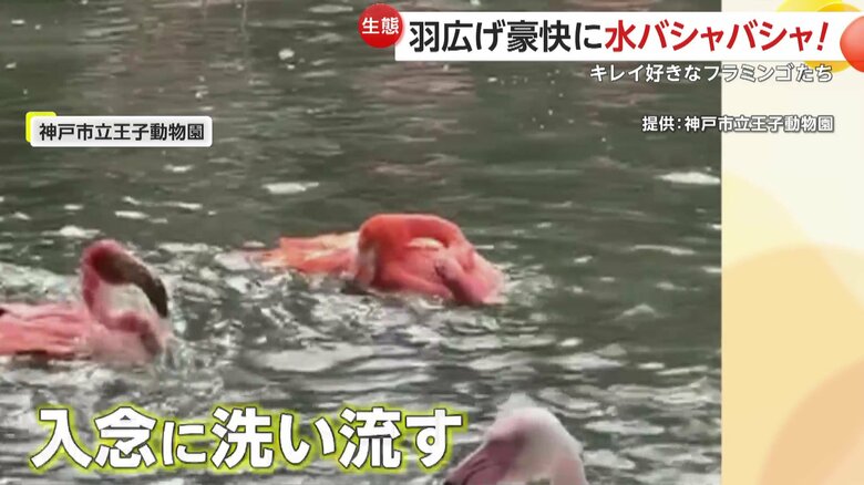 器用に首を使って体を洗うフラミンゴ