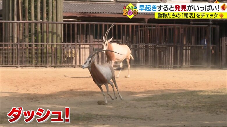 ダッシュするシロオリックス