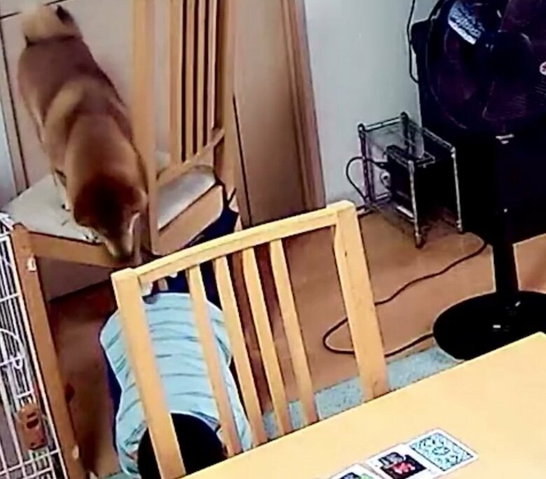 提供：柴犬勇者むぎさん