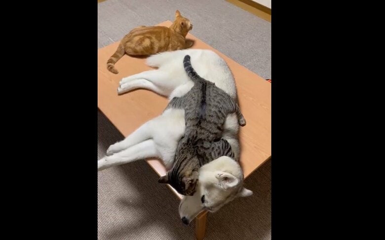 3匹でのんびりタイム