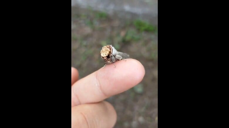 実はつぶらな瞳の昆虫。それにしても大人しい（提供：maruさん）