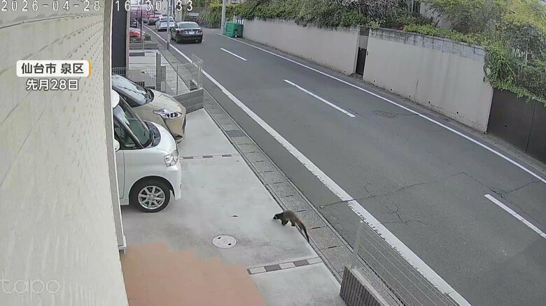 住宅街でカメラに捉えられたハクビシン（4月28日、宮城・仙台市）
