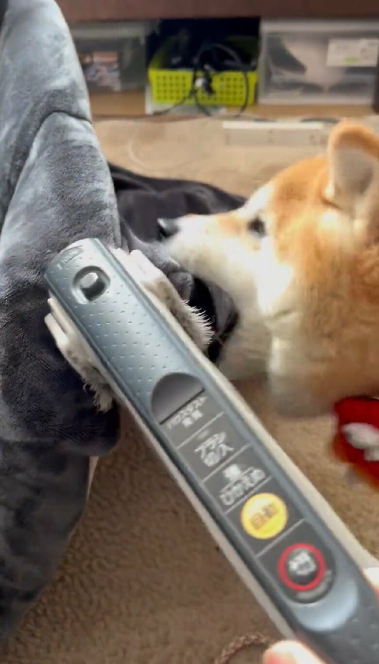 ハナちゃんが登場！