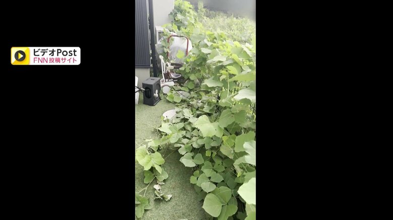 空き地から大量の草が侵食している様子