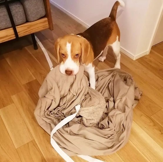 洗濯ものを持っていっちゃうじゃこちゃん