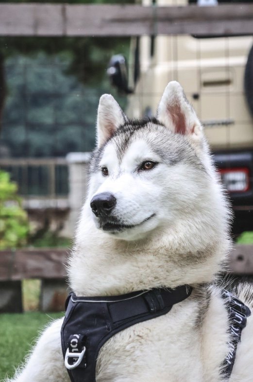 提供：スカイさん