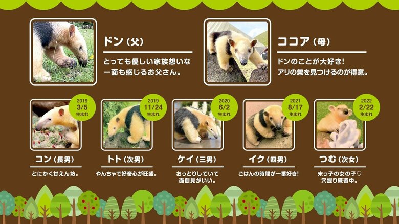 伊豆シャボテン動物公園のミナミコアリクイファミリー（提供：伊豆シャボテン動物公園）