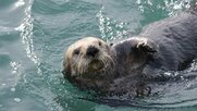 ラッコは眠る時にコンブを巻き付ける！？動物学者・今泉忠明さんに聞くラッコの生態と日本の水族館で2頭しかいないシビアな現状