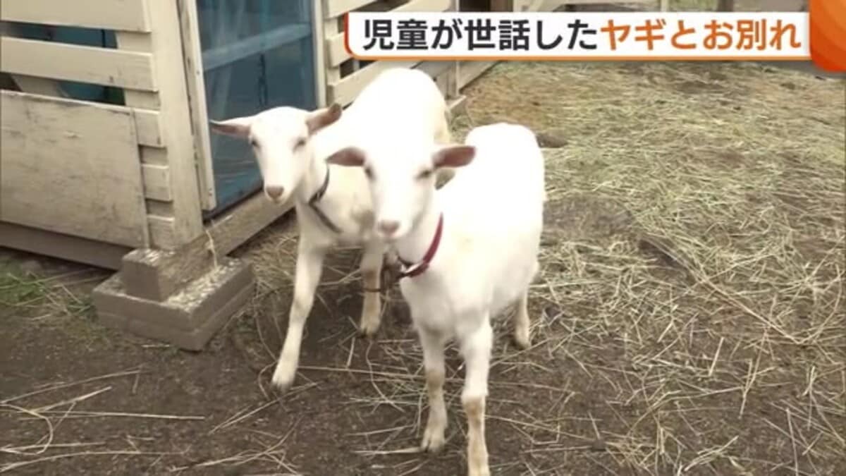 児童が世話した“ヤギ”2匹とお別れ…「またいつか会おうね！」 飼育通し命の大切さ学ぶ｜FNNプライムオンライン