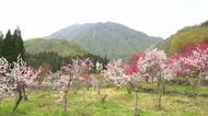 山あいの地域に彩り　１６００本のハナモモが見頃　１９日まで「鑑賞の集い」【福井】　