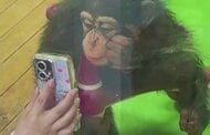 “スマホ中毒”になったチンパンジー？画面釘付けで視力悪化など懸念した動物園はSNSに「スマホ見せないで」中国