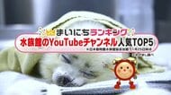水族館のYouTubeチャンネルTOP5…2位は