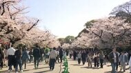 桜満開なのに週末は「春の嵐」予想…お花見ラストチャンスで桜の名所は大混雑　風雨に「日立風流物」は中止の恐れも