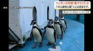 八木山動物公園でペンギン４羽が相次ぎ死ぬ　原因は「鳥マラリア」の可能性　人への感染なし〈仙台市〉