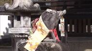 もうすぐ七五三　和気神社の「狛イノシシ」がかわいい晴着姿でそろって参拝客を出迎え【岡山・和気町】