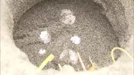 延岡市・長浜海岸　今シーズン初　アカウミガメの産卵確認