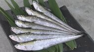 夏の風物詩「エツ」の供養祭　筑後川の恵みに感謝　この10年は漁獲量が減少　来年の豊漁を祈願　福岡・大川市