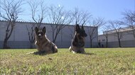 警察犬・ジャーマンシェパードのジーナ号とディアナ号の訓練公開　車から覚せい剤など見つけ表彰