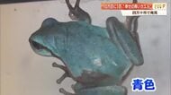 10万匹に1匹「幸せの青いカエル」高知で発見！黄色色素の欠如で青色に、四万十市で展示中